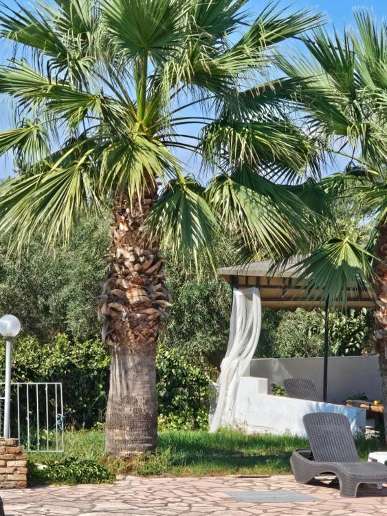 Palmyra Studios Kávos Exterior foto